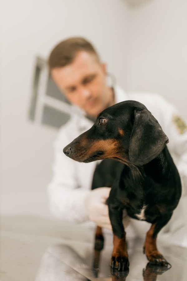 Consultation canine